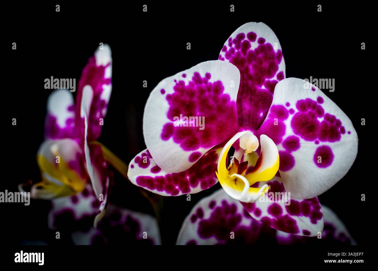 fleur d'orchidée violet rose blanc studio lumières riches détails isolés sur fond noir Banque D'Images