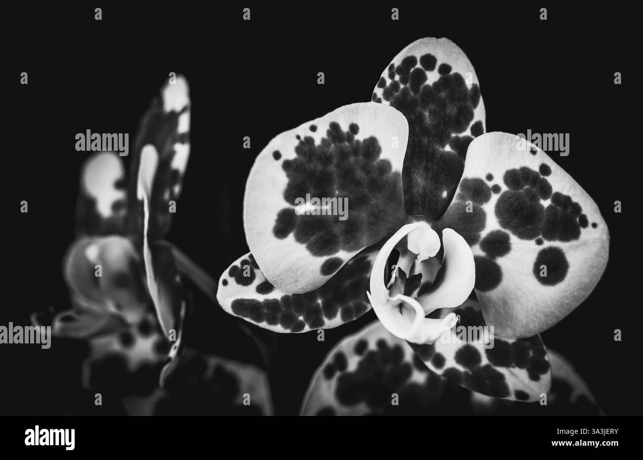 fleur d'orchidée noir et blanc photographie de studio contraste doux riche en niveaux de gris détails subtils Banque D'Images fleur d'orchidée noir et blanc photographie de studio contraste doux riche en niveaux de gris détails subtils Banque D'Images