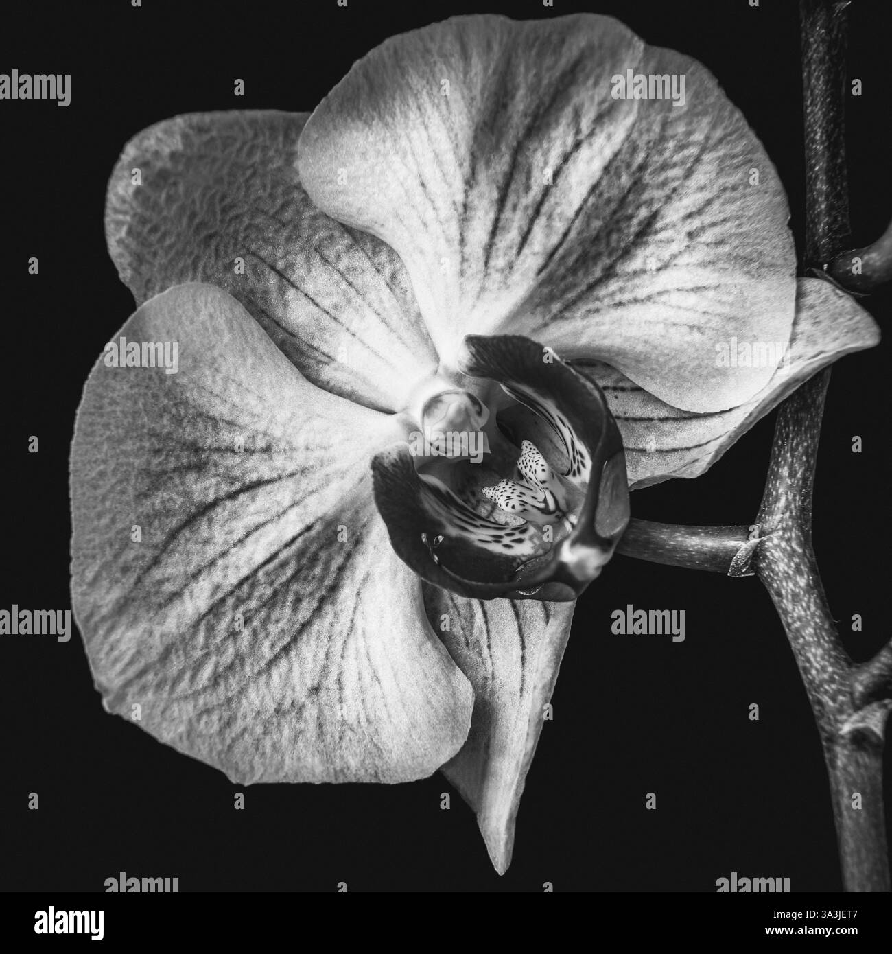fleur d'orchidée noir et blanc photographie de studio contraste doux riche en niveaux de gris détails subtils Banque D'Images fleur d'orchidée noir et blanc photographie de studio contraste doux riche en niveaux de gris détails subtils Banque D'Images