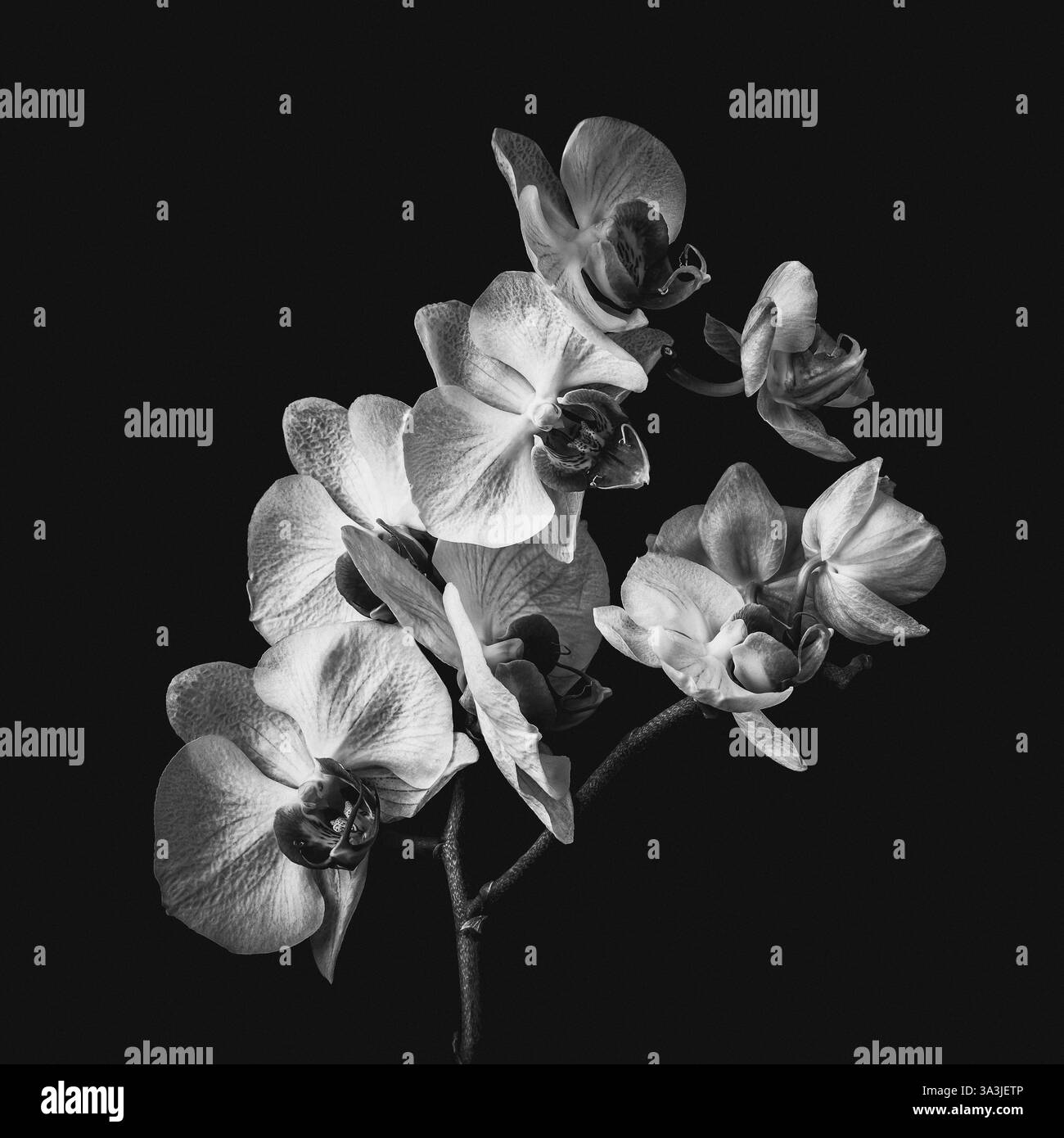 fleur d'orchidée noir et blanc photographie de studio contraste doux riche en niveaux de gris détails subtils Banque D'Images fleur d'orchidée noir et blanc photographie de studio contraste doux riche en niveaux de gris détails subtils Banque D'Images