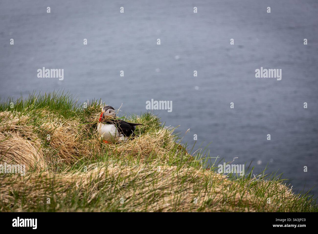 Macareux de l'Atlantique (Fratercula arctica, macareux commun), avec de l'herbe dans le bec, construisant son nid sur les falaises de Latrabjarg en Islande. Banque D'Images