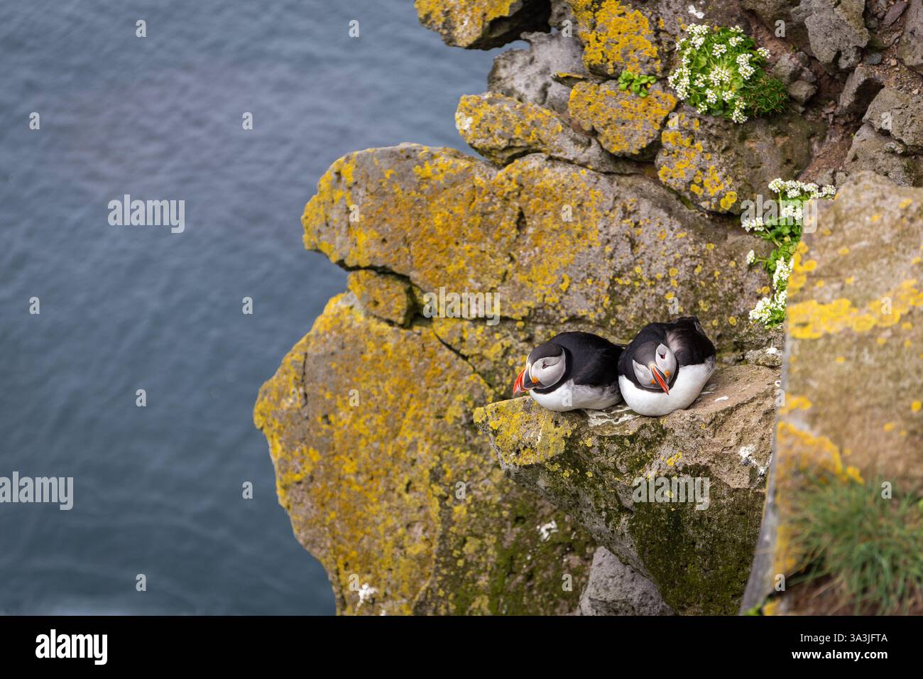Paire de macareux de l'Atlantique (Fratercula arctica, macareux commun), assis et nichant sur les falaises rocheuses de Latrabjarg en Islande. Banque D'Images