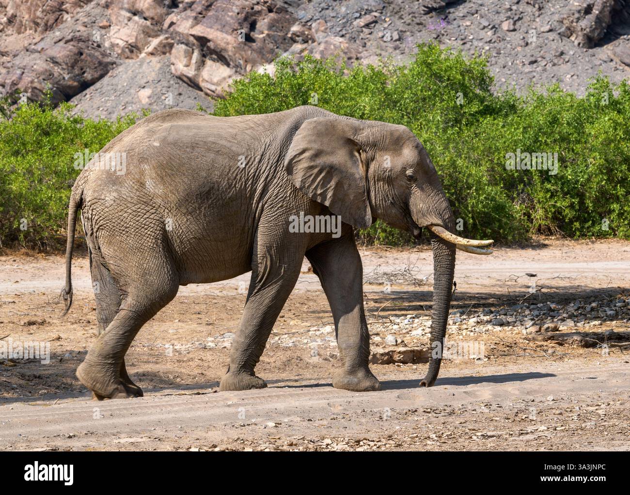Vue latérale d'un éléphant africain du désert marchant dans le lit sec de Riverbed, Kaokofeld, Namibie Banque D'Images
