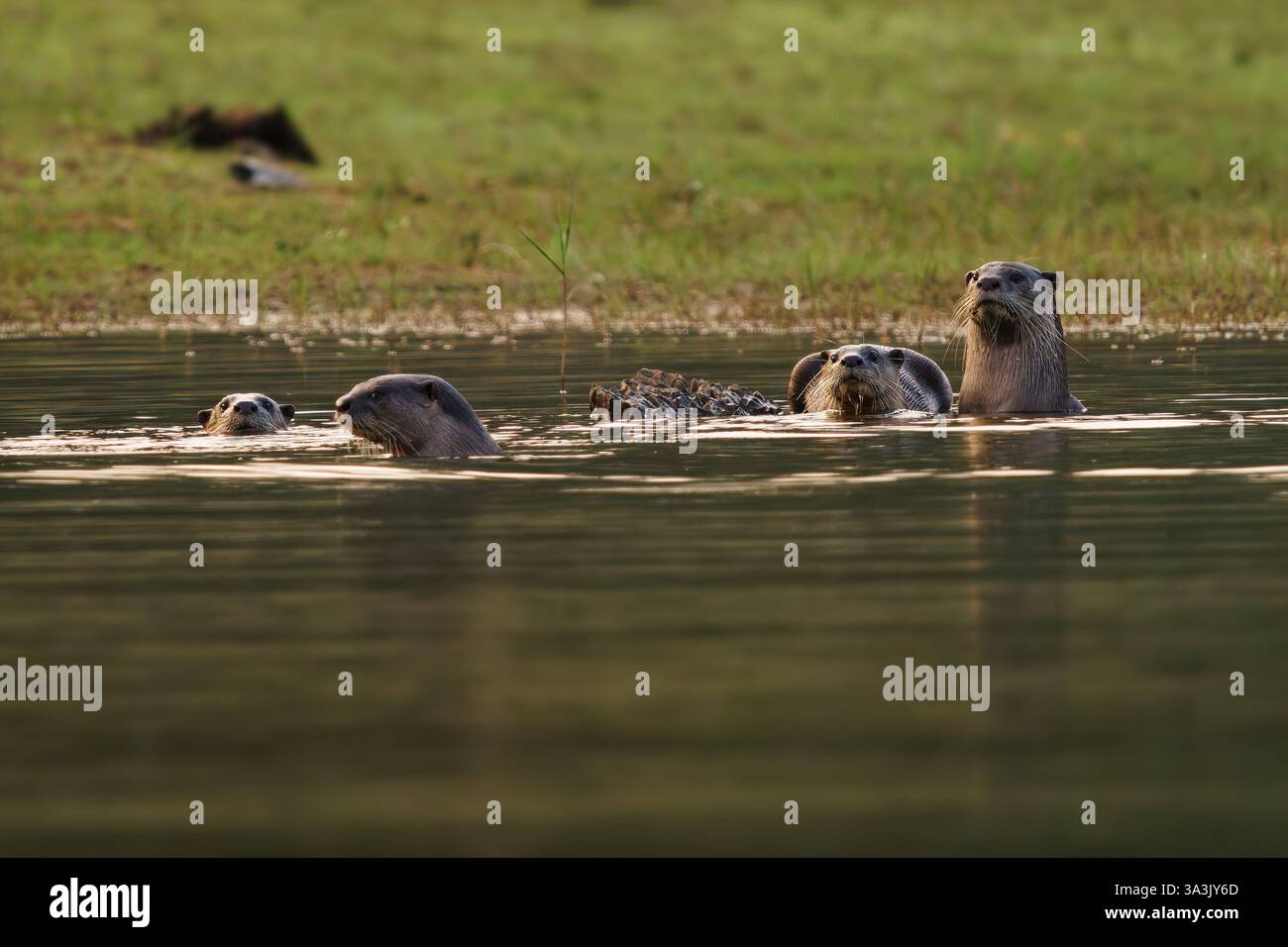 Lutrogale perspicillata est une loutre d'eau douce d'Asie du Sud et du Sud-Ouest, un manteau court et lisse de fourrure brun foncé à brun rougeâtre, f Banque D'Images