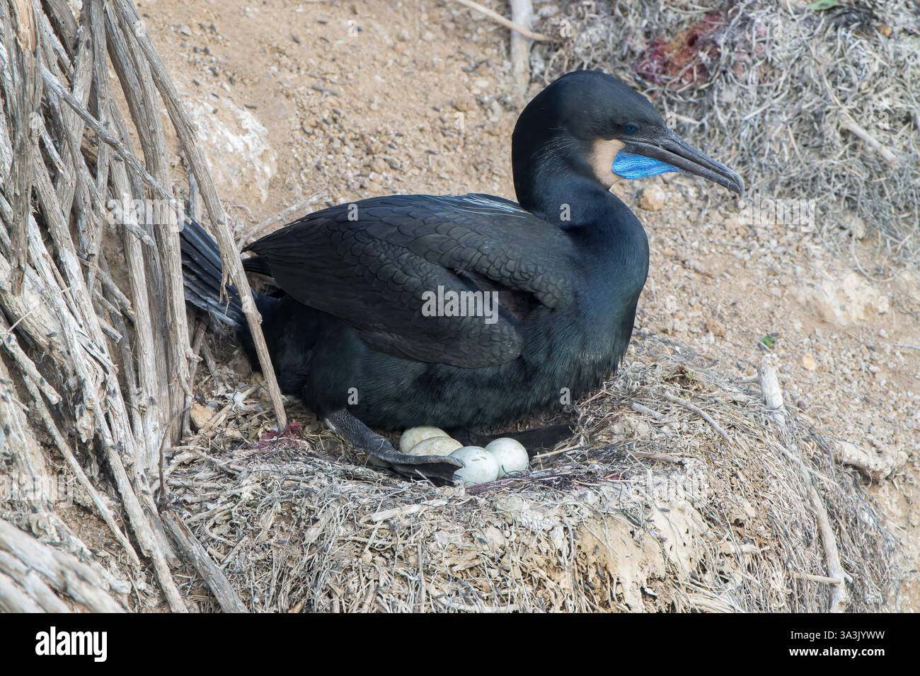 Cormoran de Brandt, Urile penicillatus, un seul adulte incubant des œufs sur le nid de falaise, la Jolla, San Diego, Californie, États-Unis Banque D'Images