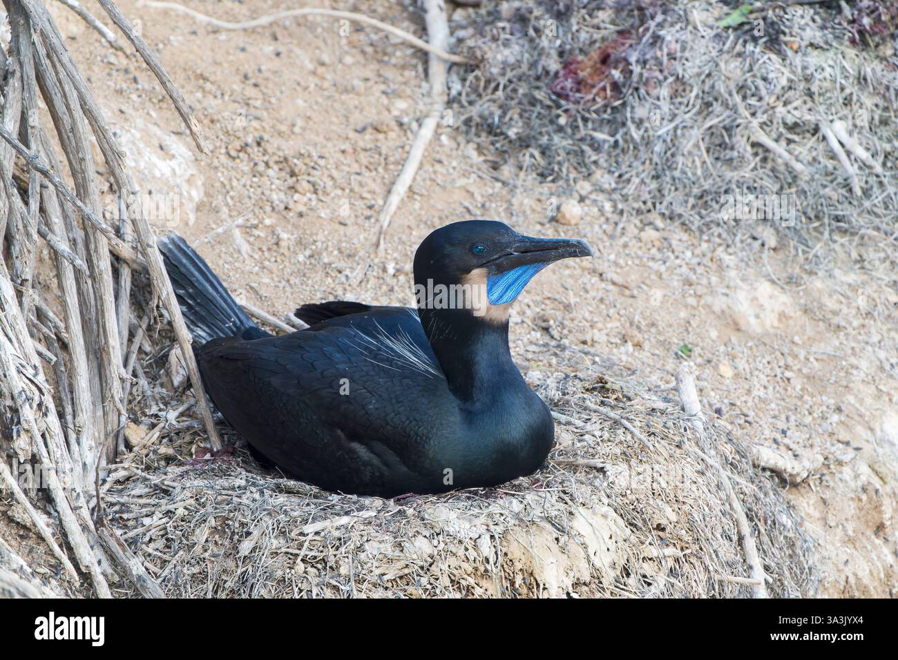 Cormoran de Brandt, Urile penicillatus, un seul adulte incubant des œufs sur le nid de falaise, la Jolla, San Diego, Californie, États-Unis Banque D'Images