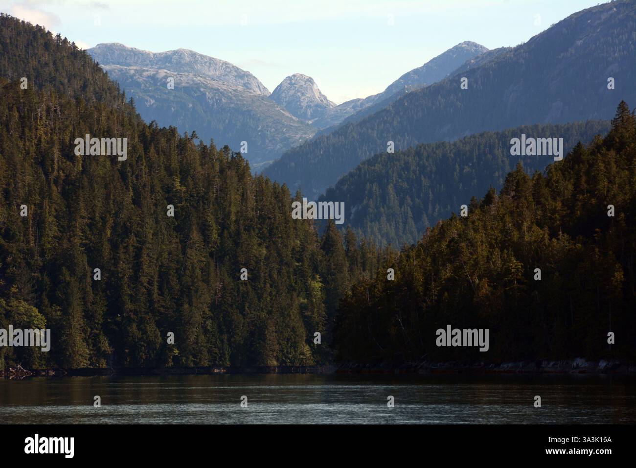Forêt de conifères et montagnes côtières de la région de la forêt pluviale Great Bear, à Spiller Channel, près de Bella Bella, Colombie-Britannique, Canada. Banque D'Images