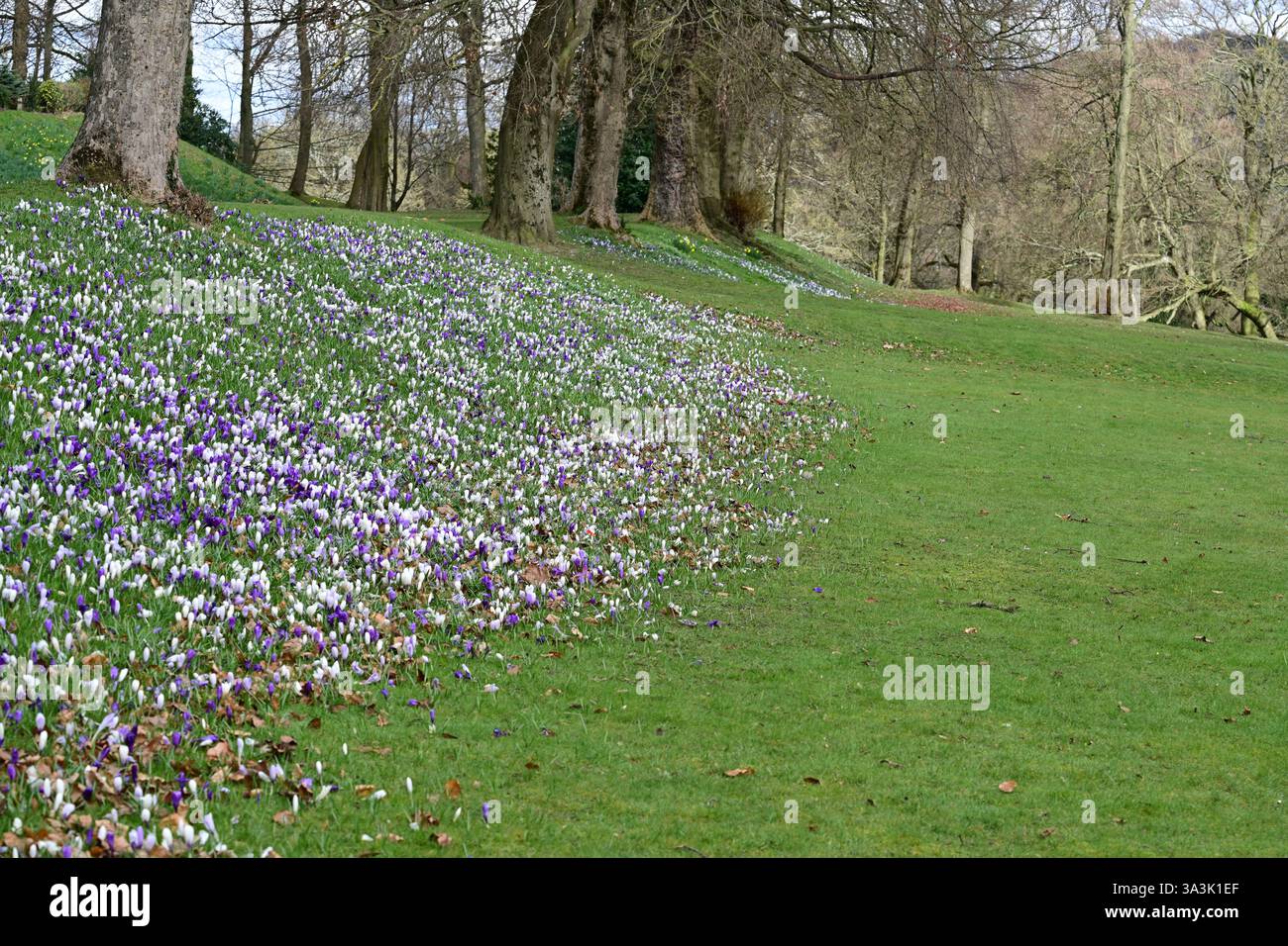 Crocus dans Cliffe Castle Park, Keighley, West Yorkshire Banque D'Images