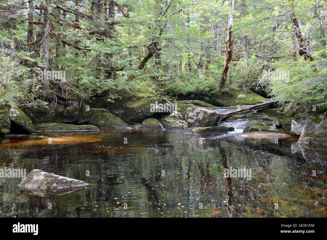 Un ruisseau et un étang qui coulent profondément dans la nature sauvage de la région de la forêt pluviale Great Bear en Colombie-Britannique, Canada. Près de Bella Bella, Côte centrale. Banque D'Images