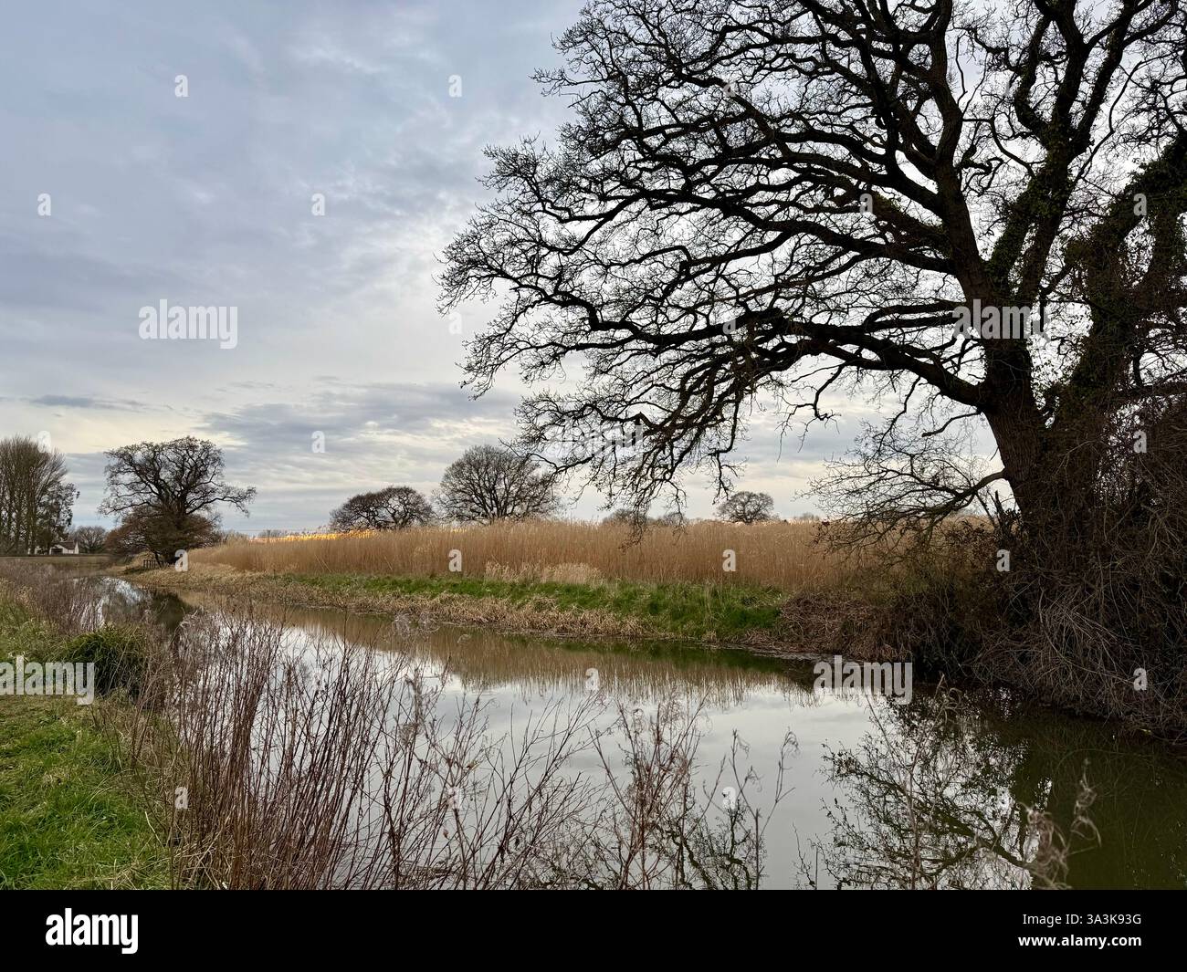 Roseaux et arbres - Bridgewater et canal Taunton au coucher du soleil - Image de stock capturée avec un smartphone