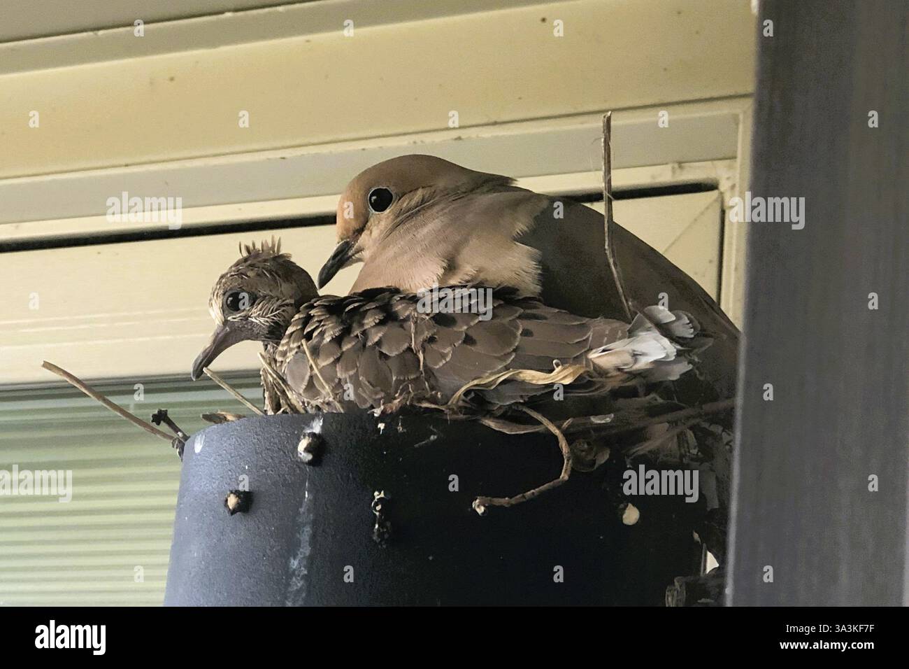 Une colombe en deuil et un bébé niché se reposent dans la sécurité de leur nid construit sur la lumière du porche d'une maison. Banque D'Images