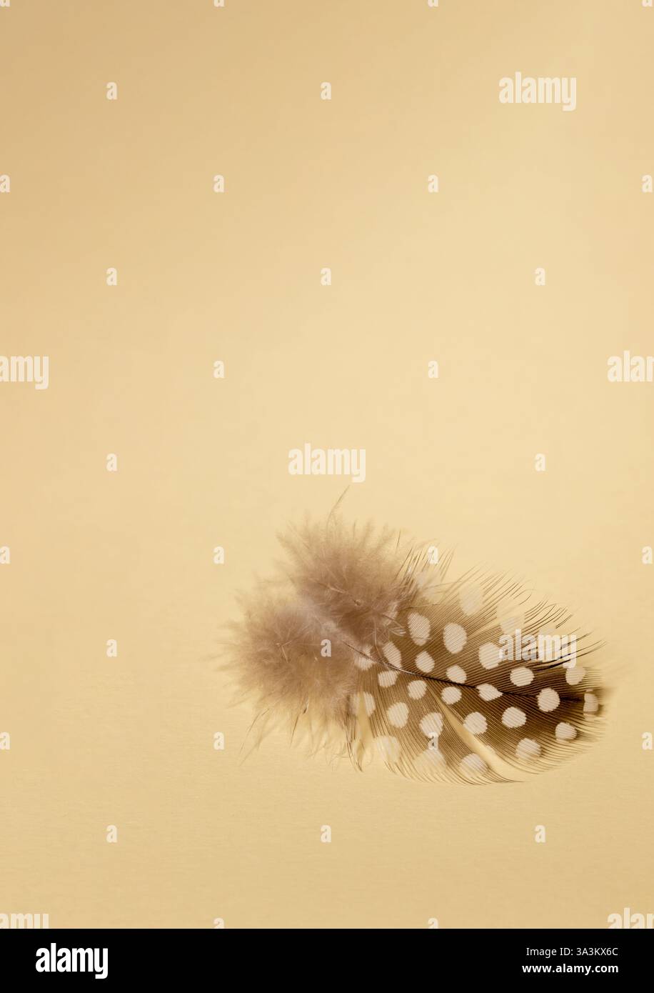 Petite plume de caille tachetée sur fond beige vif. Banque D'Images