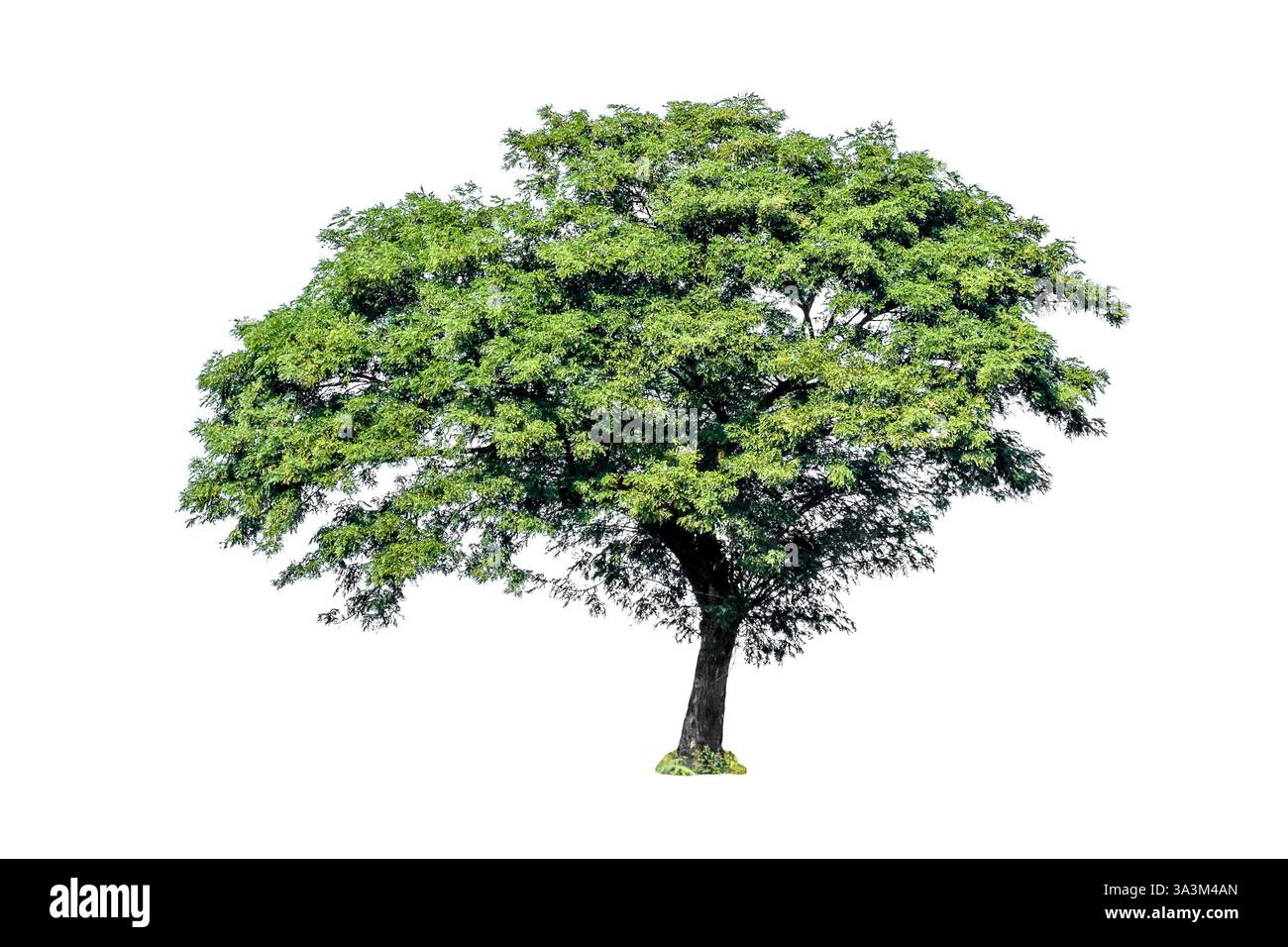 Arbre couleur verte isolé sur fond blanc Banque D'Images