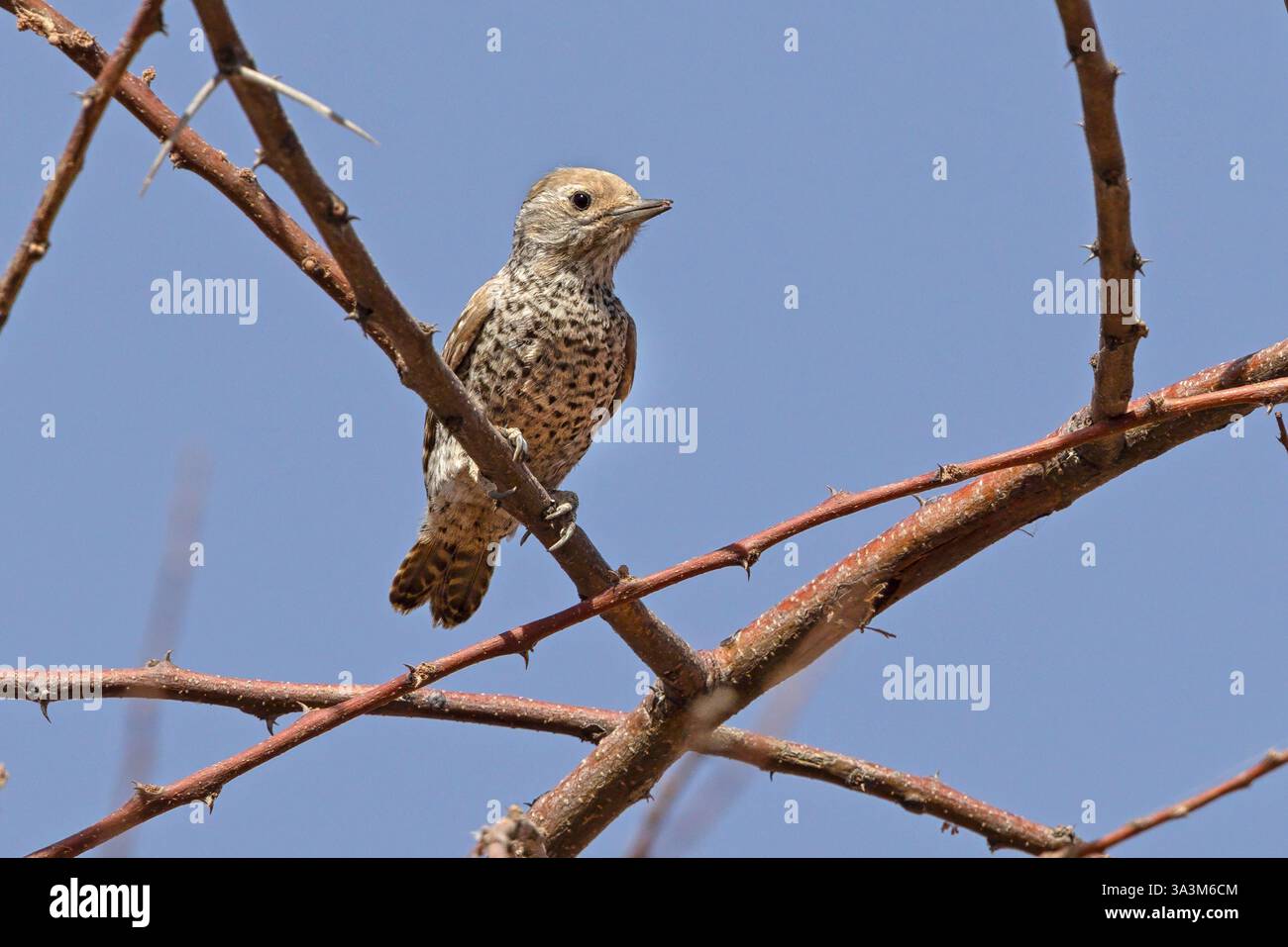 Petit pic gris, Guede chantier, Sénégal, février 2025 Banque D'Images