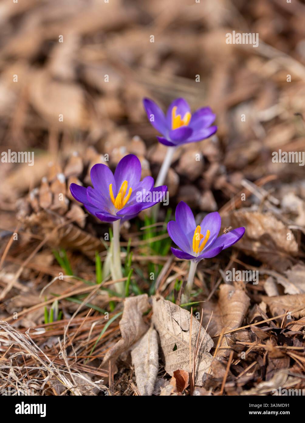 Trio de crocus violets émergeant à travers les aiguilles de pin et la litière de feuilles au début du printemps à Arnold Arboretum, Boston, Massachusetts, États-Unis Banque D'Images