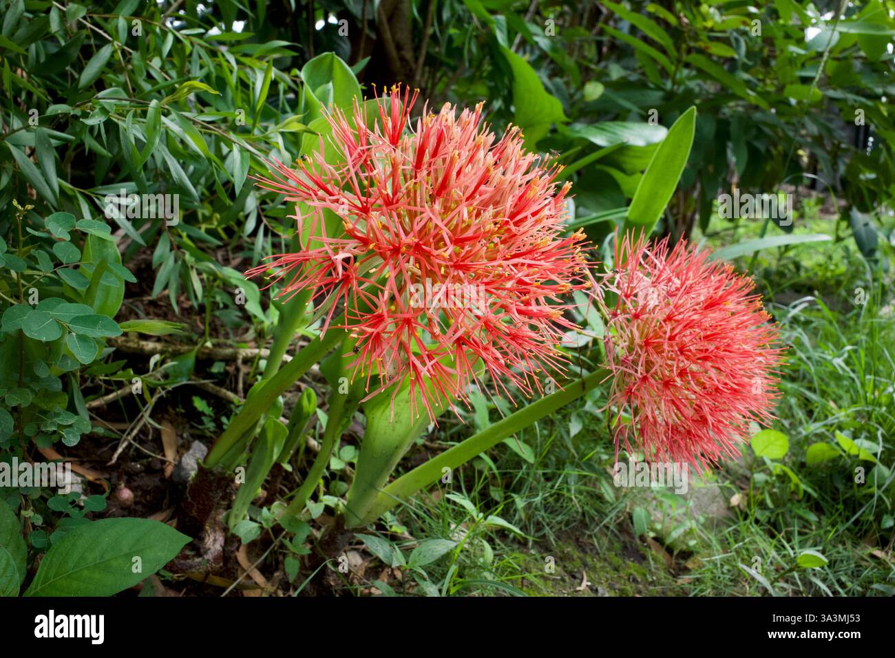 Scadoxus multiflorus anciennement haemanthus multiflorus est une plante ...