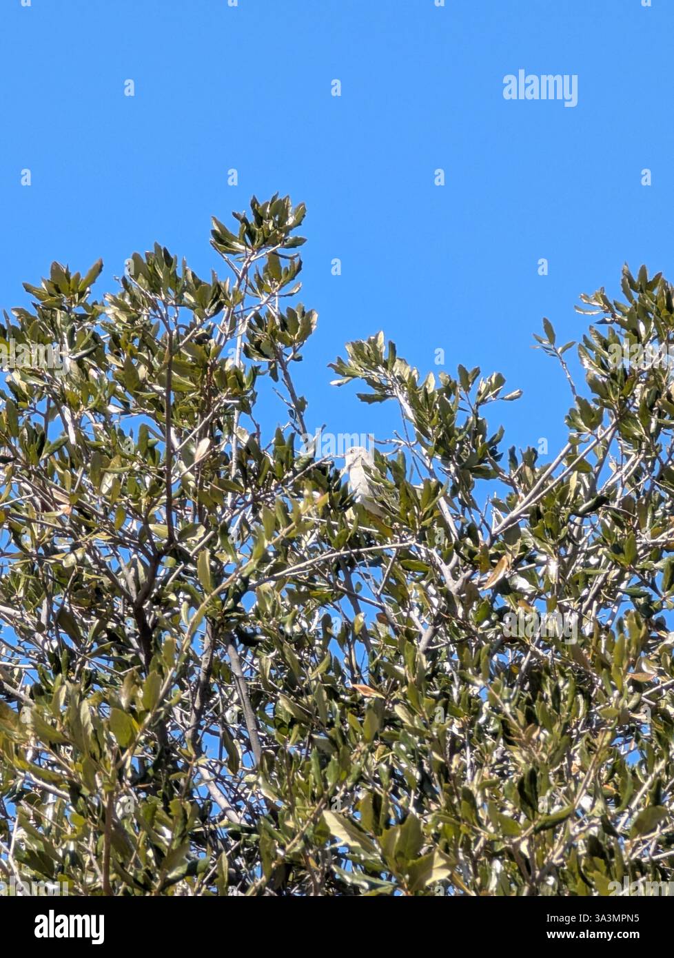 Oiseau au sommet de l'arbre - Image de stock capturée avec un smartphone