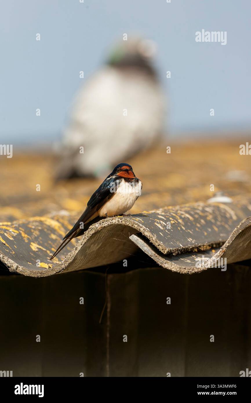 Barn Swallow, Hirundo rustica, aux pays-Bas. Adulte perché sur un toit d'une grange sur Texel. Banque D'Images