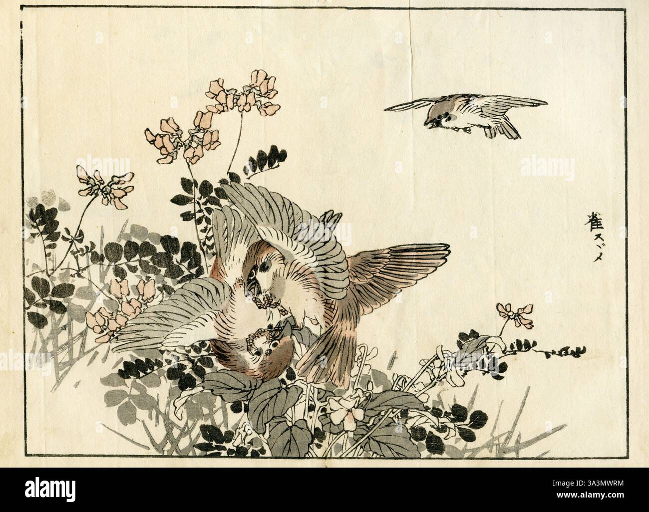 Sparrow ( passer montanus ) / Kono Bairei album 1886 Banque D'Images