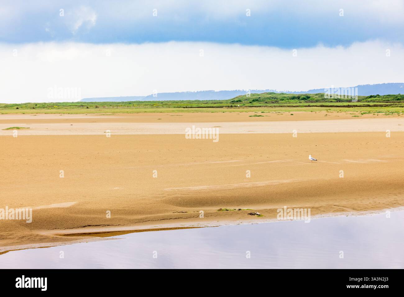 Vue sur le paysage à une plage de sable avec une mouette Banque D'Images