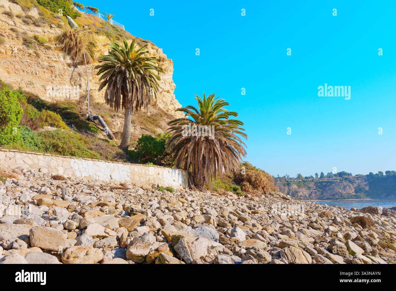 Des palmiers luxuriants se dressent le long d'un rivage rocheux sous un ciel bleu clair à Rancho Palos Verdes, Californie, capturant le paysage côtier serein avec v Banque D'Images