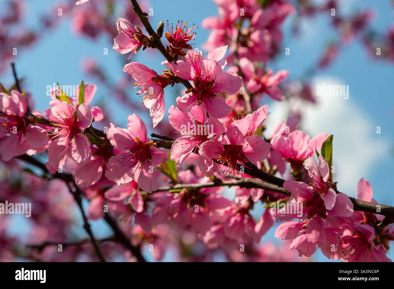 Arbre pêche, arrière-plan flou. Arbre en fleurs au printemps avec des fleurs roses. La beauté du jardin de printemps, le concept de printemps. Banque D'Images