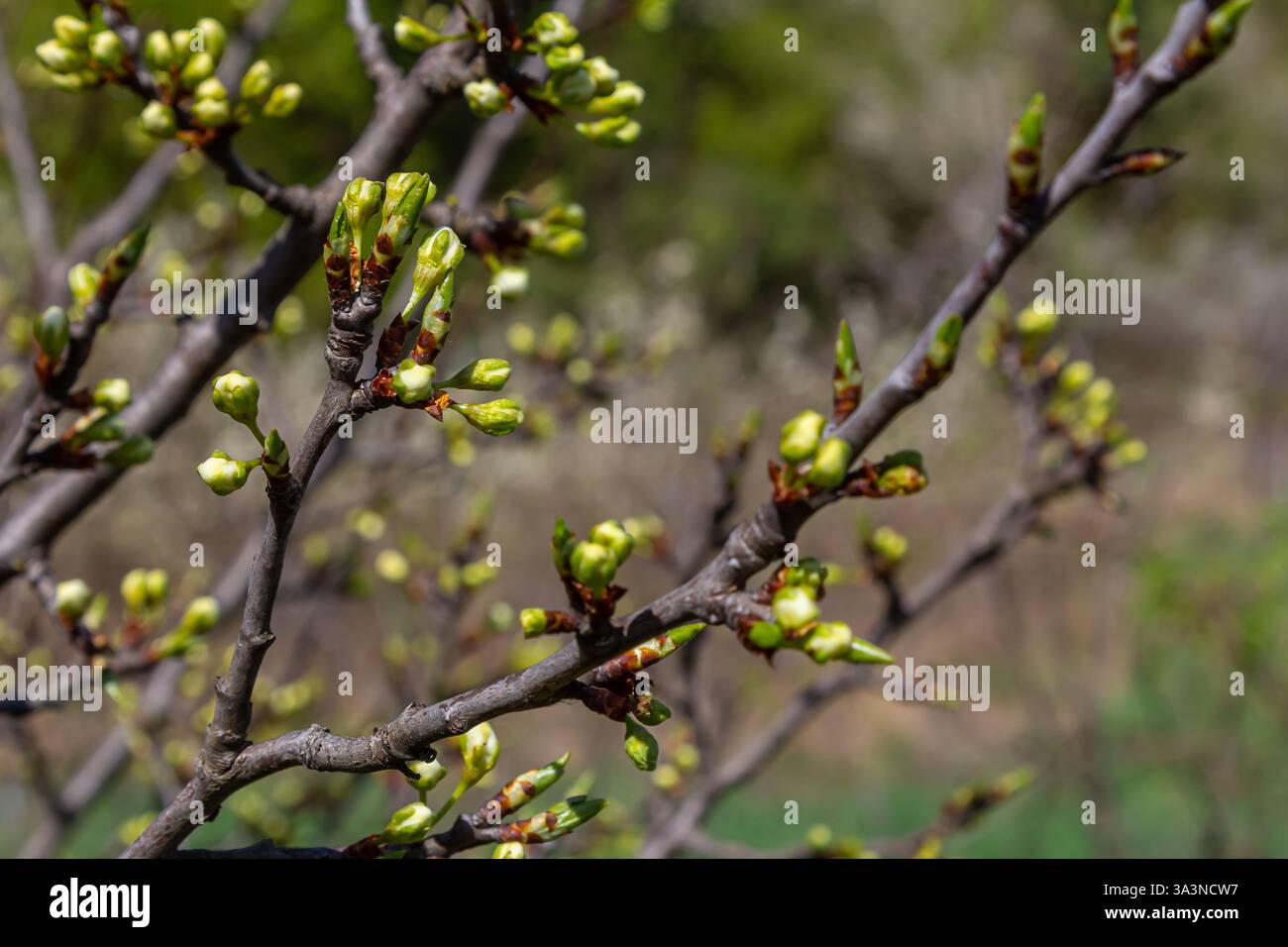 Bourgeons prunus avium, communément appelé cerise sauvage, cerise douce, gean, ou cerise d'oiseau. Budbreak. Printemps. Banque D'Images