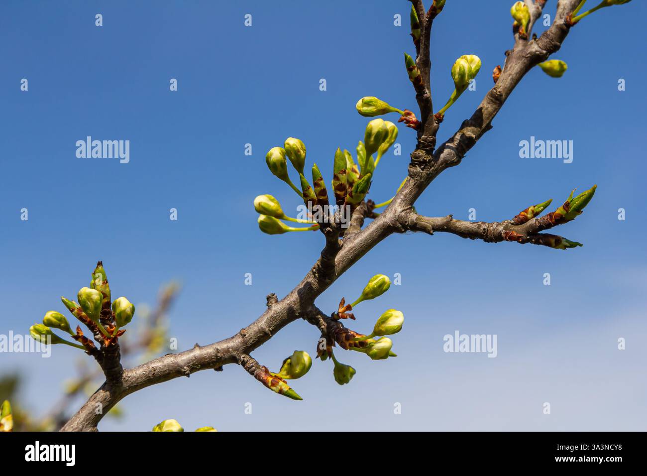 Bourgeons prunus avium, communément appelé cerise sauvage, cerise douce, gean, ou cerise d'oiseau. Budbreak. Printemps. Banque D'Images
