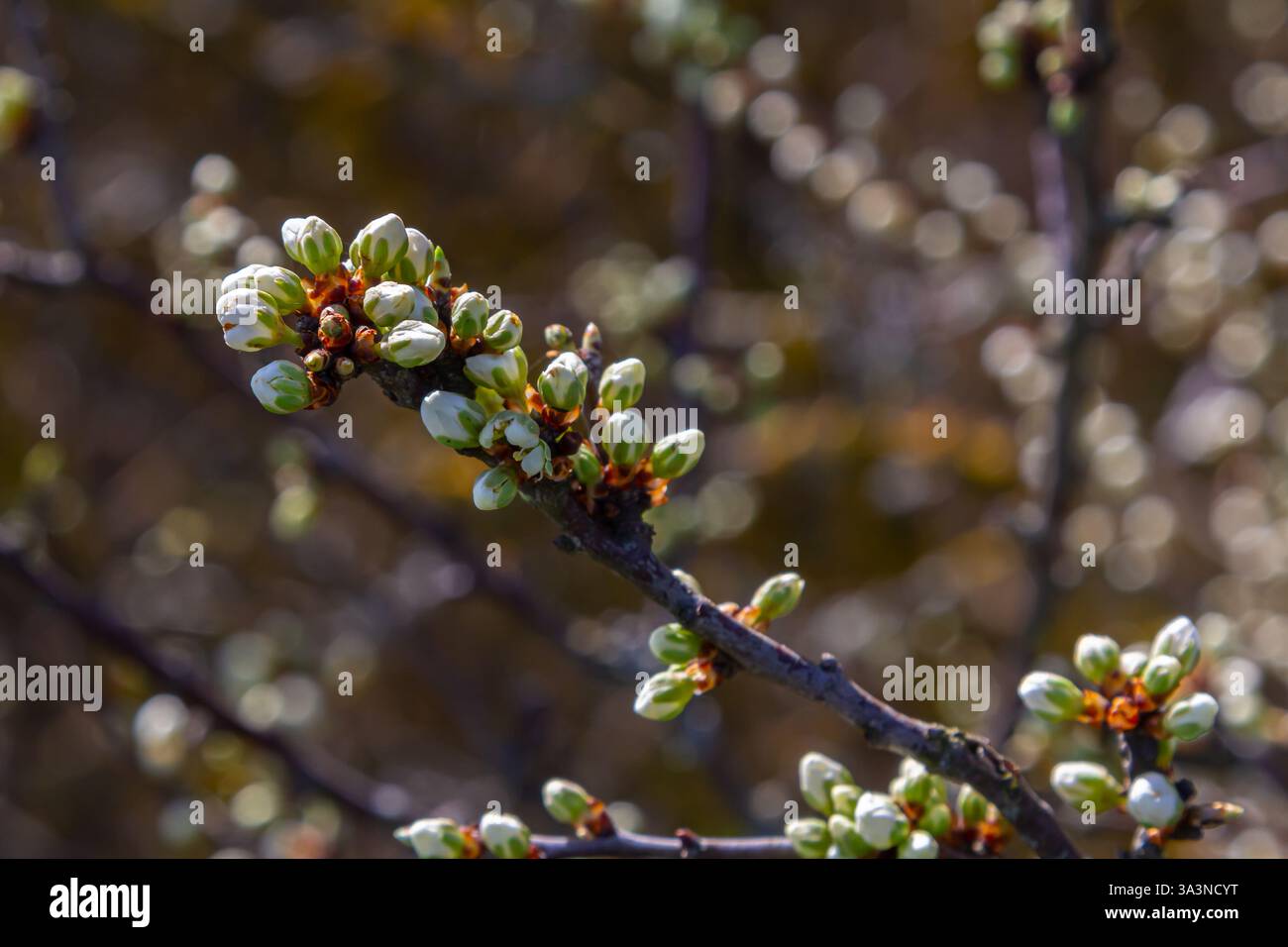 Bourgeons prunus avium, communément appelé cerise sauvage, cerise douce, gean, ou cerise d'oiseau. Budbreak. Printemps. Banque D'Images