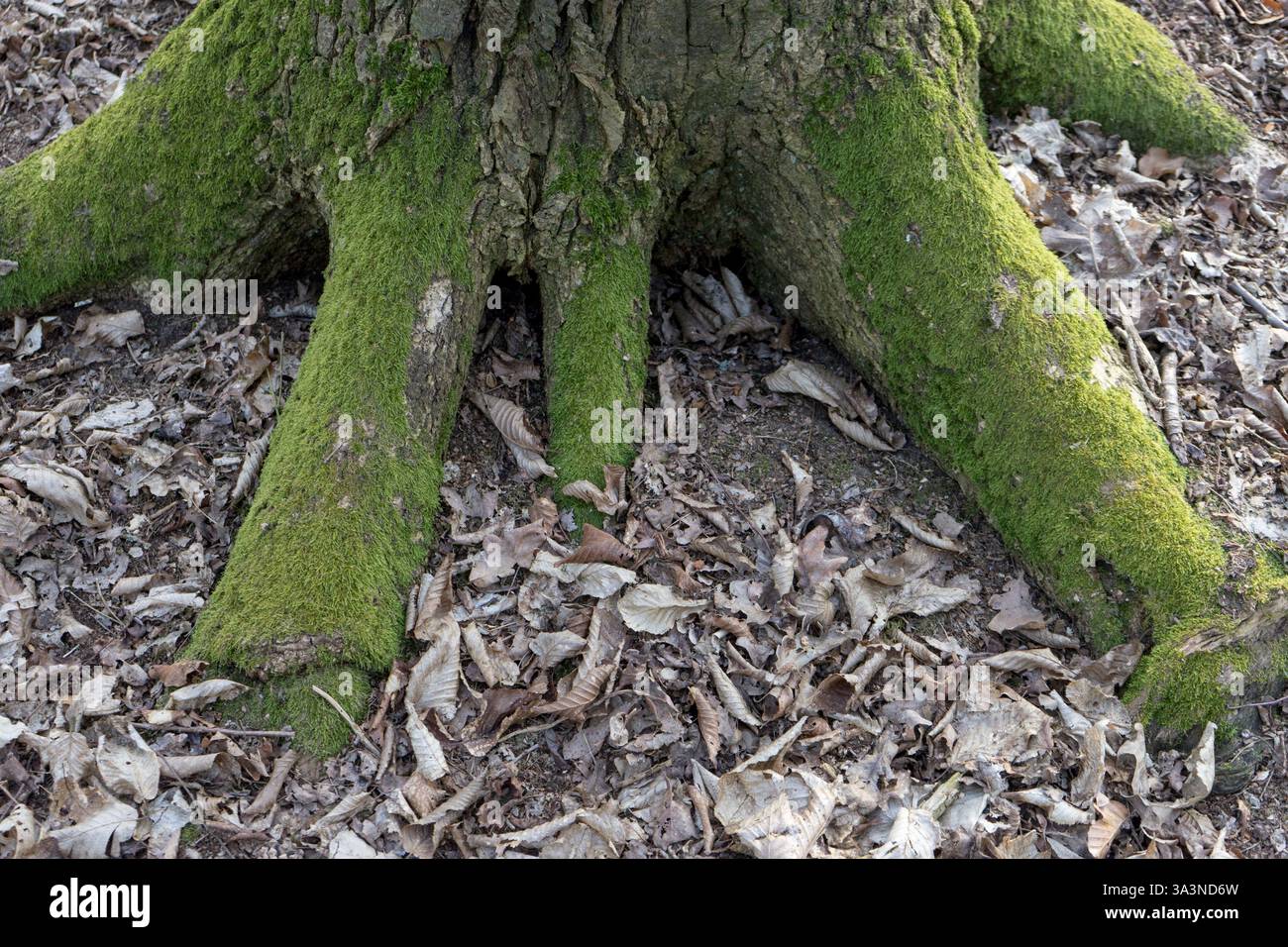 Racines couvertes de mousse d'un tronc d'arbre dans la forêt Banque D'Images