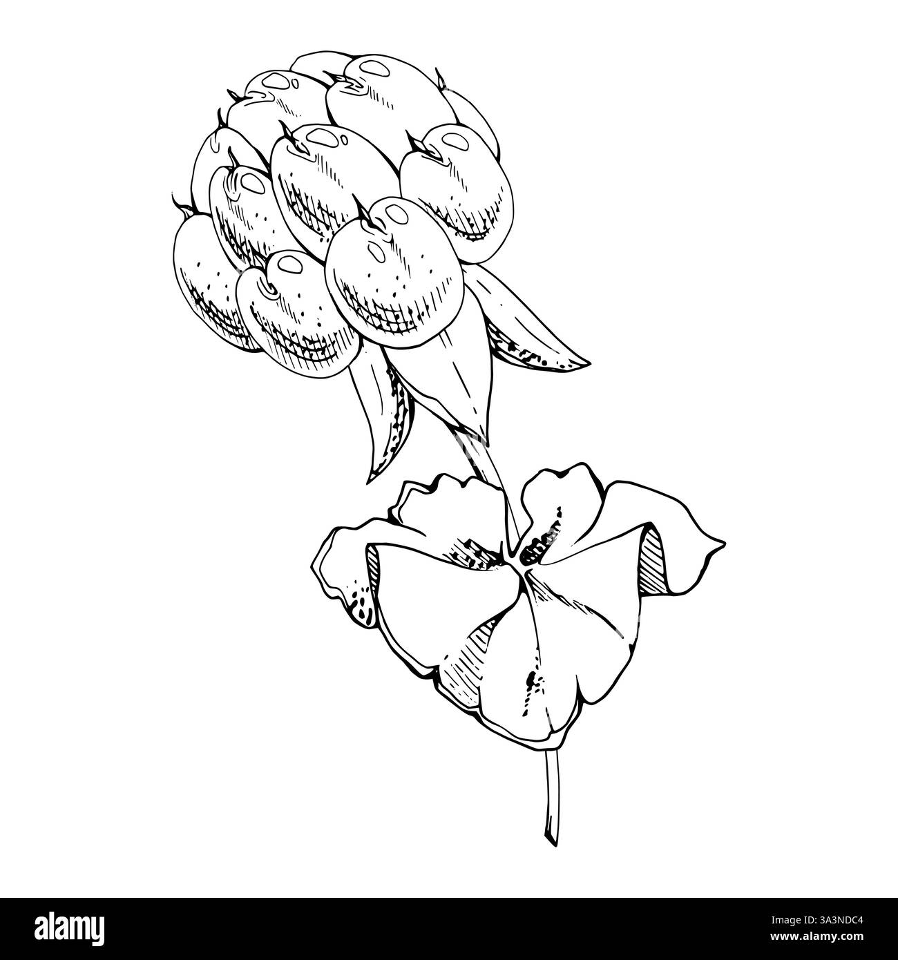 Framboise cloudberry avec des feuilles de plante sur la tige, ligne mûre baie de forêt scandinave dessinée à la main encre vectorielle. Illustration botanique isolée pour Illustration de Vecteur