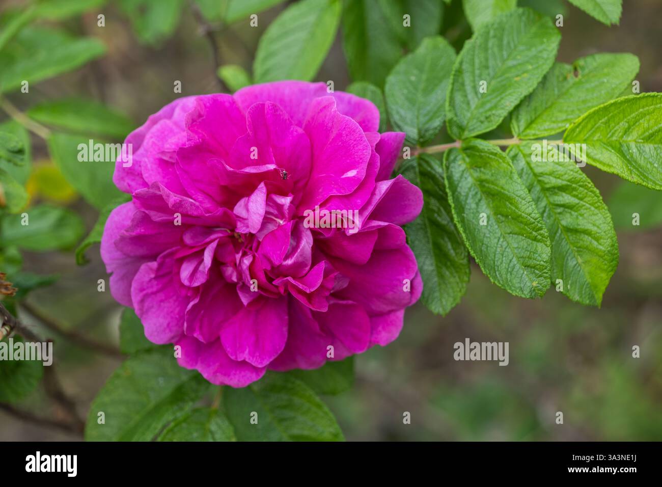 Rose sauvage fleur en fleurs au printemps, plante à fleurs vivace du genre Rosa dans la famille des Rosaceae, faible profondeur de champ. Banque D'Images