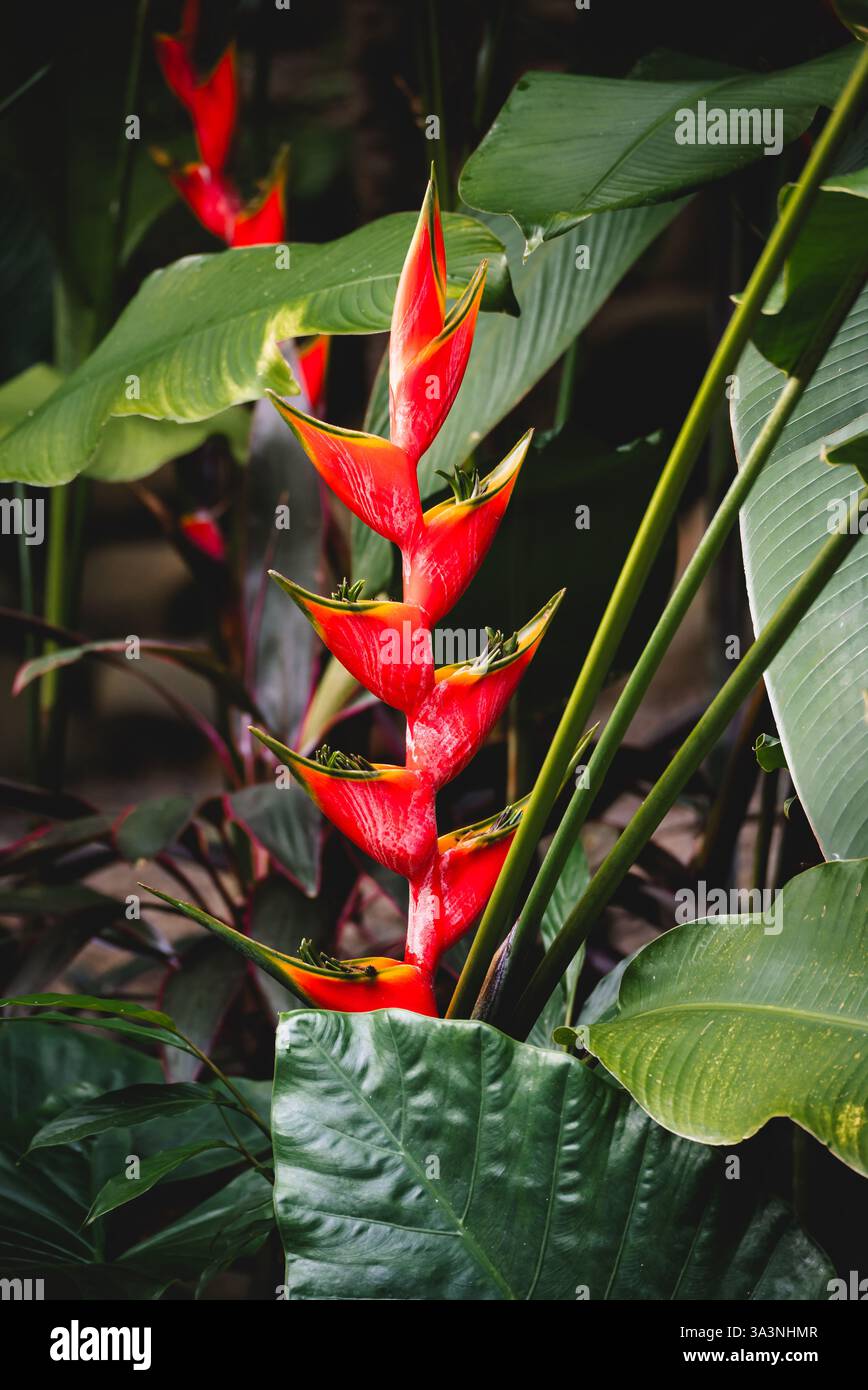 Gros plan de fleur d'heliconia rouge contre des feuilles vertes au Costa Rica. Banque D'Images Gros plan de fleur d'heliconia rouge contre des feuilles vertes au Costa Rica. Banque D'Images