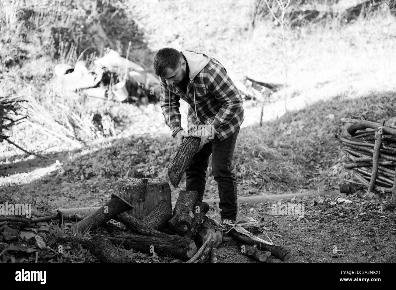 Concentré sur la collecte et l'empilage de bois de chauffage, un individu travaille avec diligence au milieu d'un paysage forestier tranquille, exsudant un sens du but et de connecti Banque D'Images