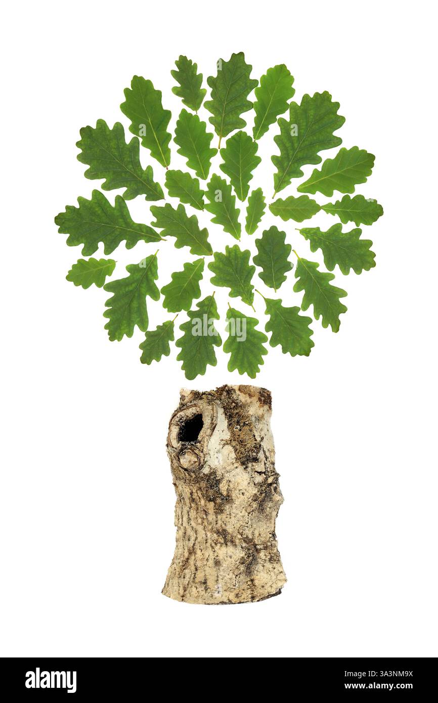 Conception de feuille verte d'arbre de chêne sur fond blanc. Abstrait surréaliste druide et environnemental sauver les arbres symbole de la nature pour logo ou carte de voeux. Banque D'Images Conception de feuille verte d'arbre de chêne sur fond blanc. Abstrait surréaliste druide et environnemental sauver les arbres symbole de la nature pour logo ou carte de voeux. Banque D'Images