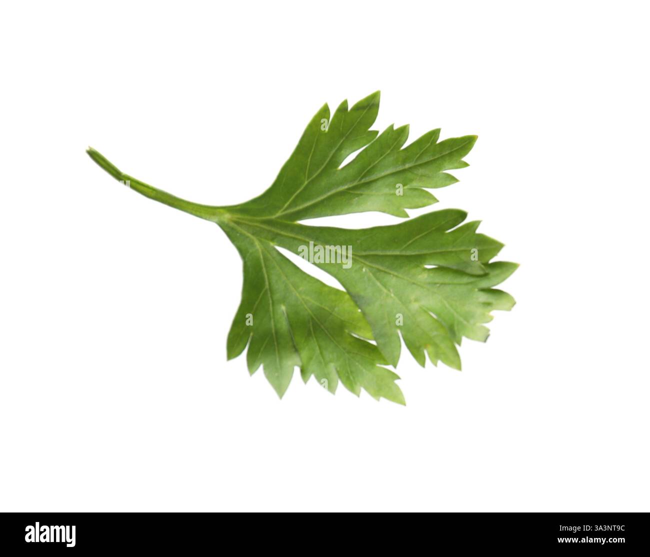 Branche de persil frais à l'air isolé sur blanc Banque D'Images