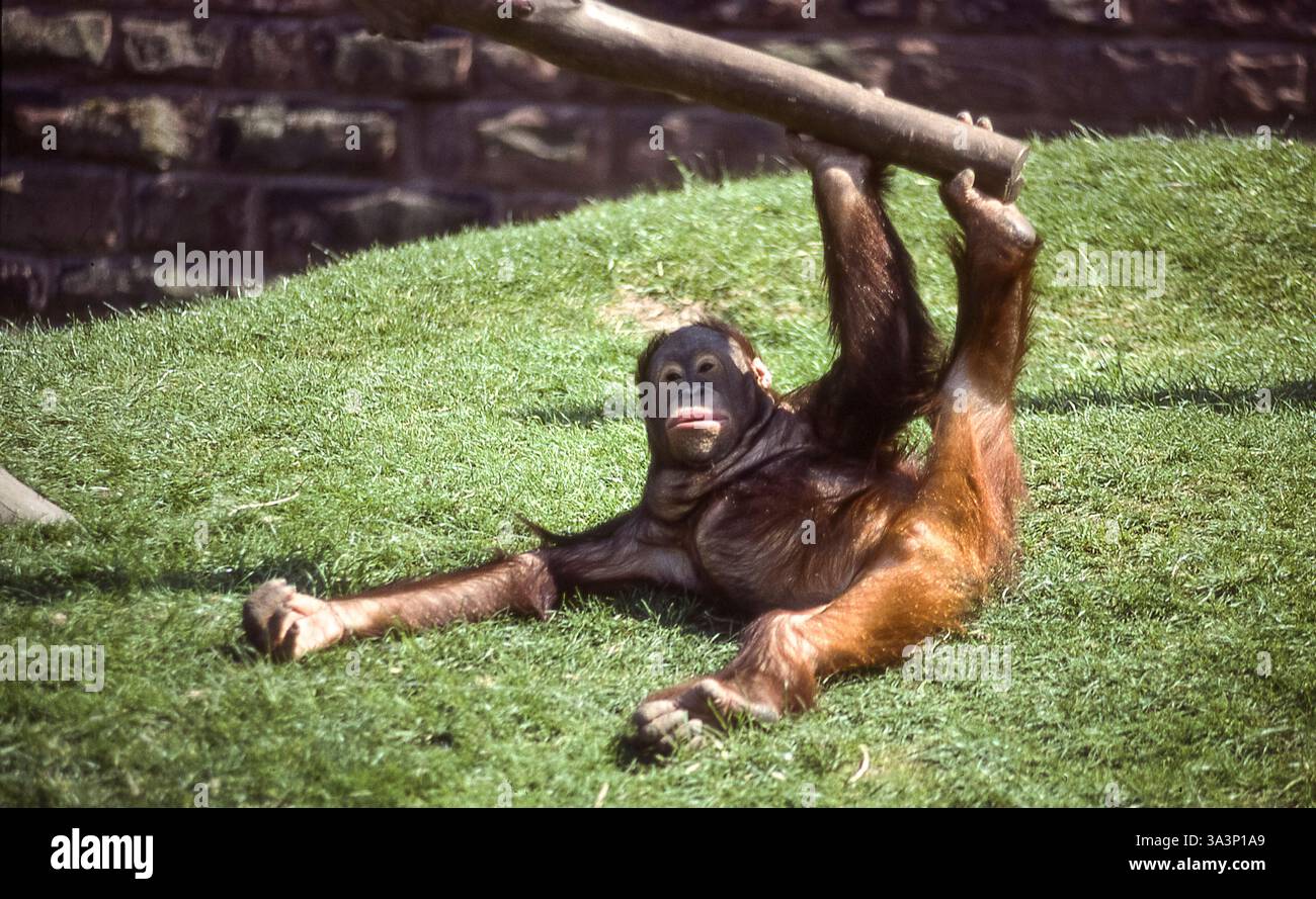Orang Utan dans le zoo britannique s'étendant dans une pose exhibitionniste Banque D'Images