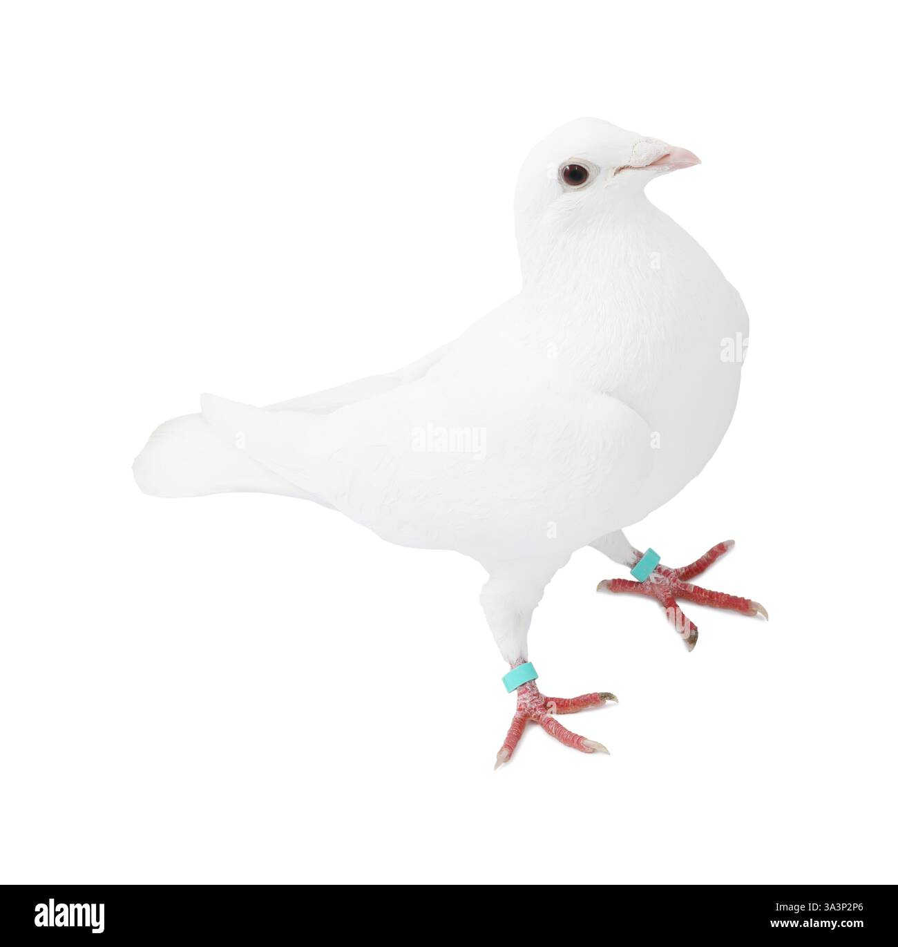Une colombe sur fond blanc. Bel oiseau Banque D'Images