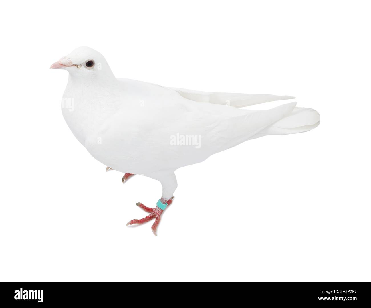 Une colombe sur fond blanc. Bel oiseau Banque D'Images