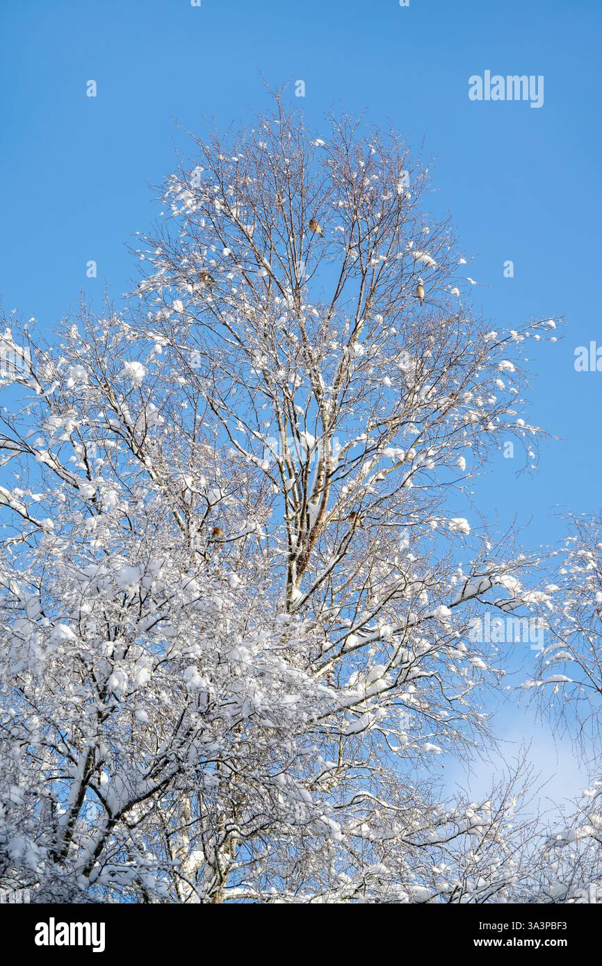 Oiseaux chanteurs perchés dans un arbre de bouleau un jour d'hiver ensoleillé Banque D'Images