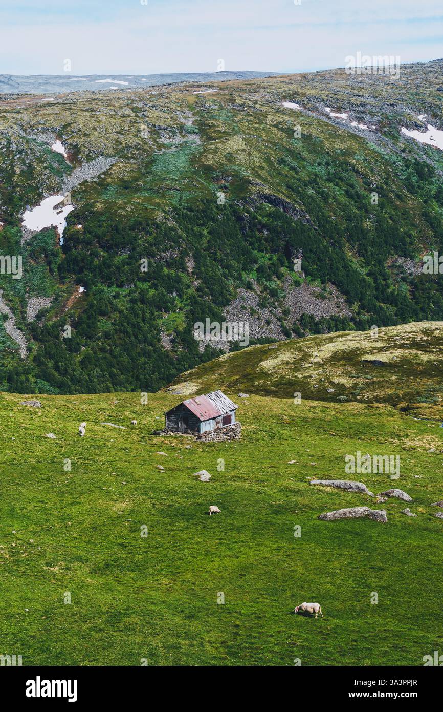 Une grange d'été de la route panoramique norvégienne des montagnes Aurlandsfjellet en juin. Banque D'Images