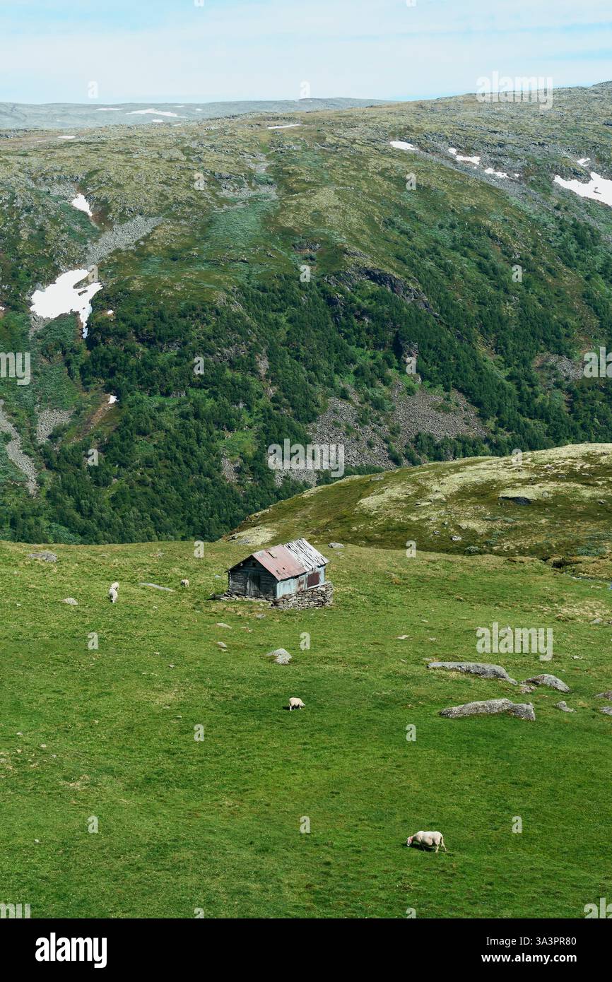 Une grange d'été de la route panoramique norvégienne des montagnes Aurlandsfjellet en juin. Banque D'Images