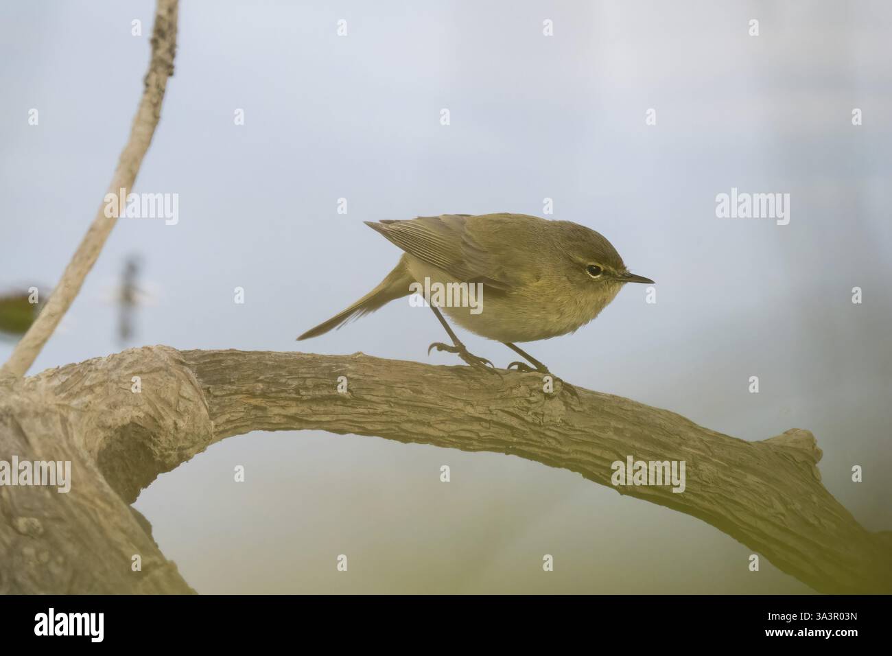 Un chiffchaff (Phylloscopus collybita) sur une branche dans un cadre naturel, Hesse, Allemagne, Europe Banque D'Images