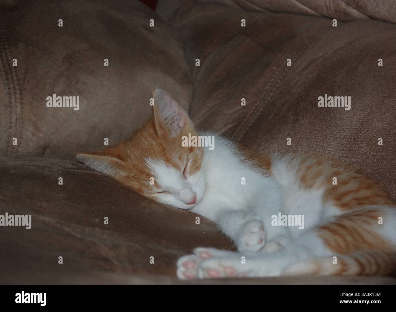 Chaton dormant dans une chaise Banque D'Images