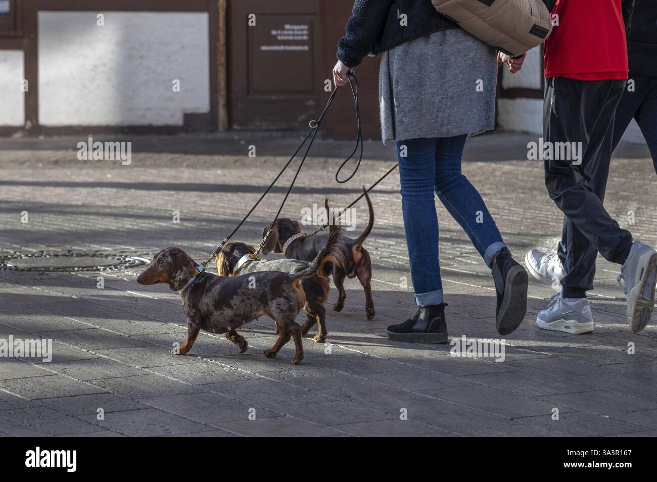 Promenade en ville avec trois chiens, race Teckel (Canis lupus familiaris), Bavière, Allemagne, Europe Banque D'Images