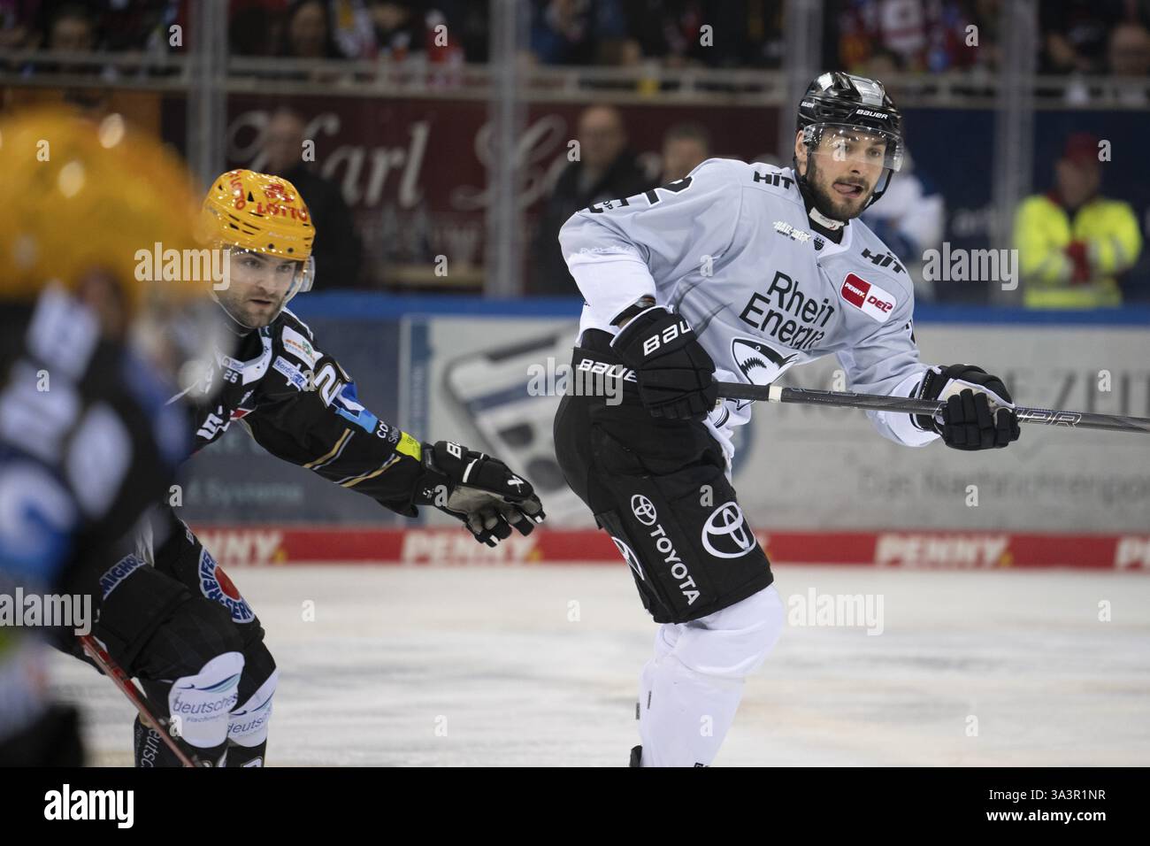 Eisarena Bremerhaven, Bremerhaven, Bremen, Maximilian Gloetzl (Koelner haie, #22), PENNY DEL, Fischtown Pinguins-Koelner haie sur 16.03.2025 à l'Eis Banque D'Images
