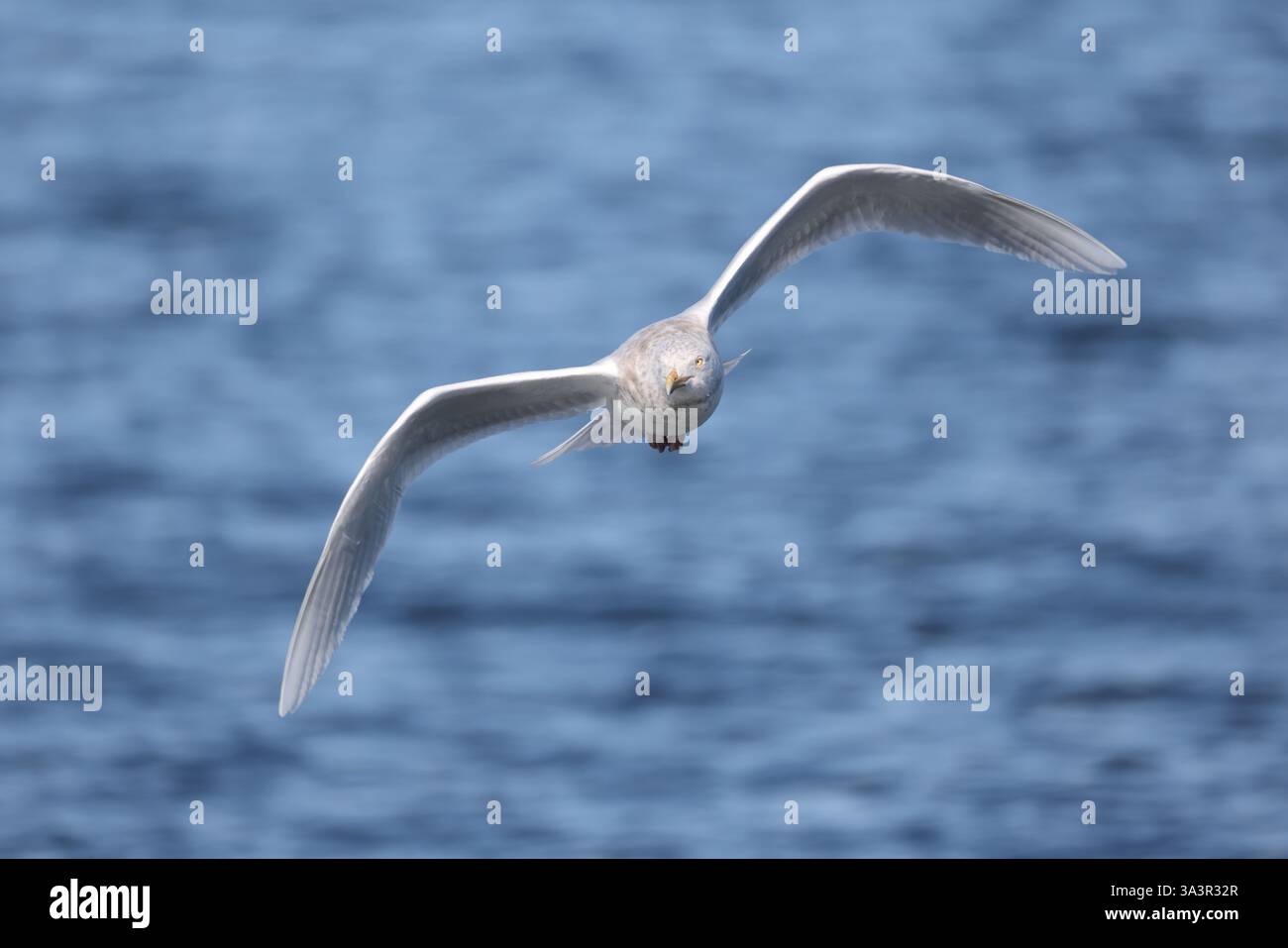 Le goéland glauque (Larus hyperboreus hyperboreus) est un goéland de grande taille, le deuxième plus grand goéland au monde. Cette photo a été prise au Japon. Banque D'Images Le goéland glauque (Larus hyperboreus hyperboreus) est un goéland de grande taille, le deuxième plus grand goéland au monde. Cette photo a été prise au Japon. Banque D'Images