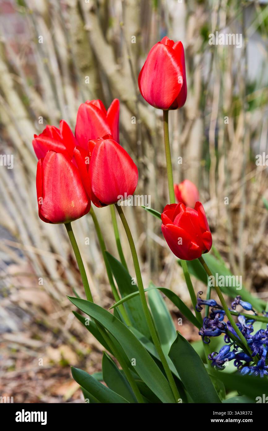 Tulipes dans le jardin Banque D'Images