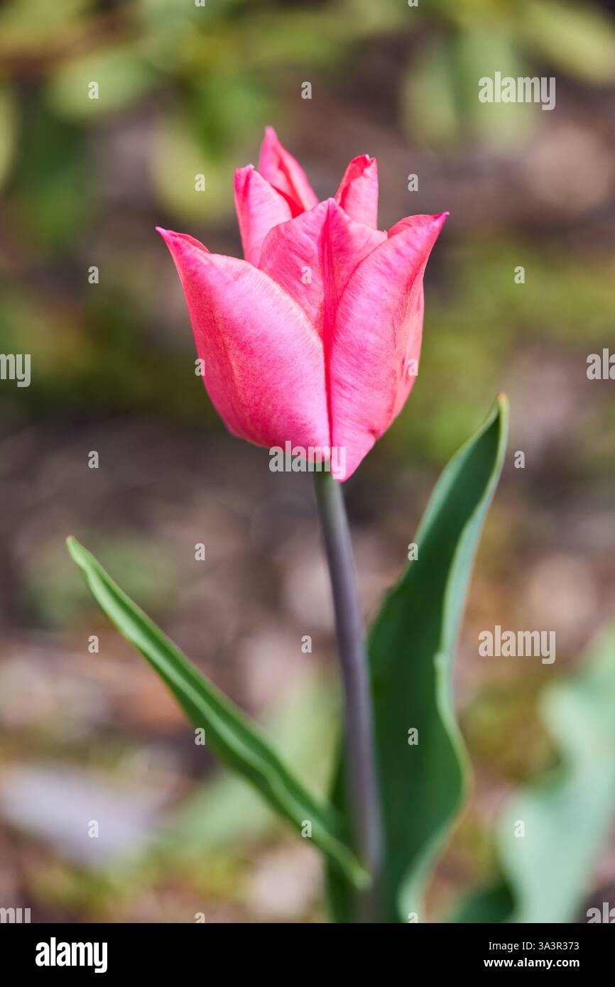 Tulipes dans le jardin Banque D'Images