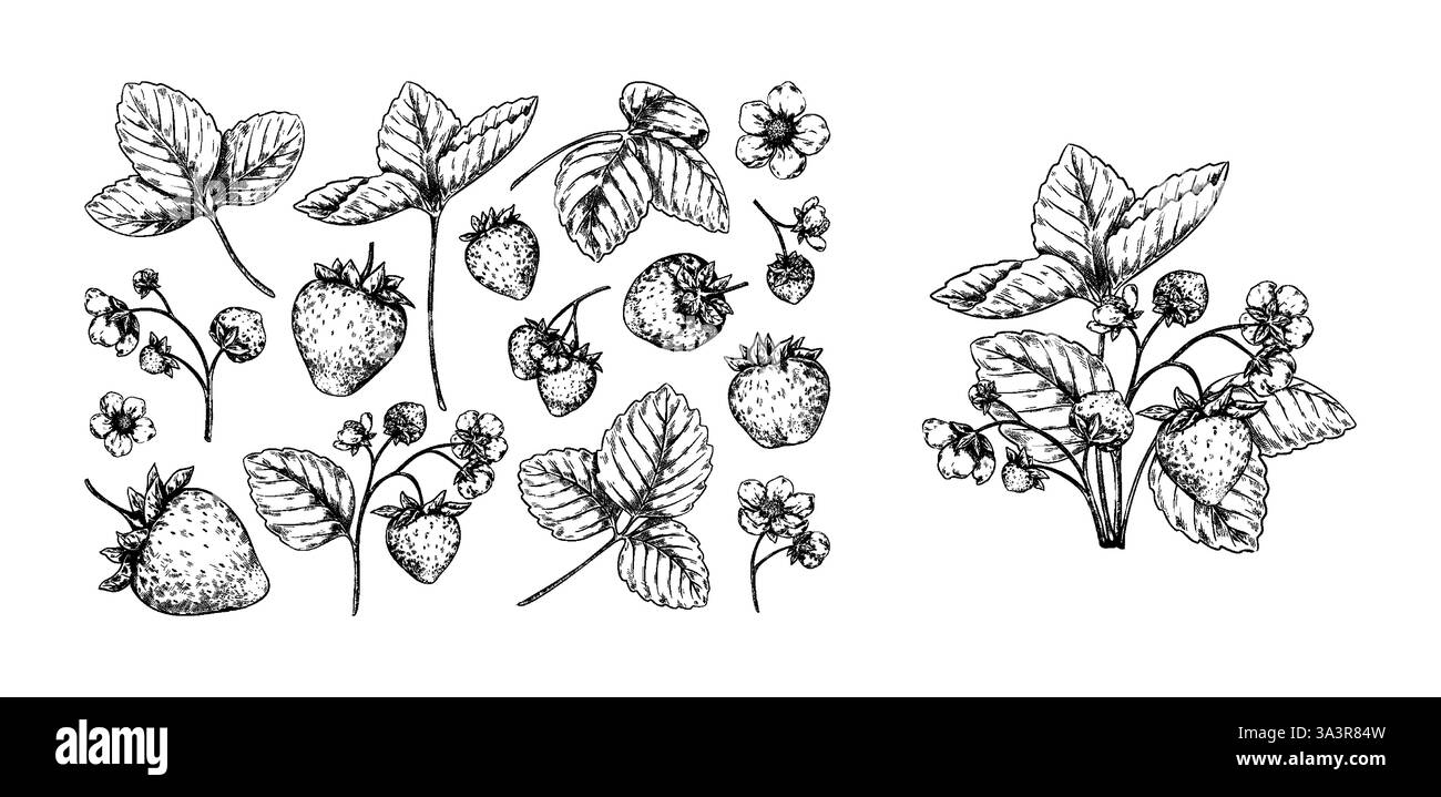 Croquis à la fraise. Vintage ligne dessinée à la main fruit, fleur et récolte d'encre de baie. Branche agricole, agriculture. Éléments naturels décoratifs botaniques dessinés à la main. Fruits d'été. Illustration isolée vectorielle Illustration de Vecteur